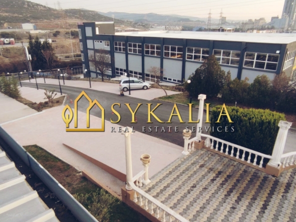 sykalia-e10.6